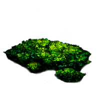 Cave Moss-image